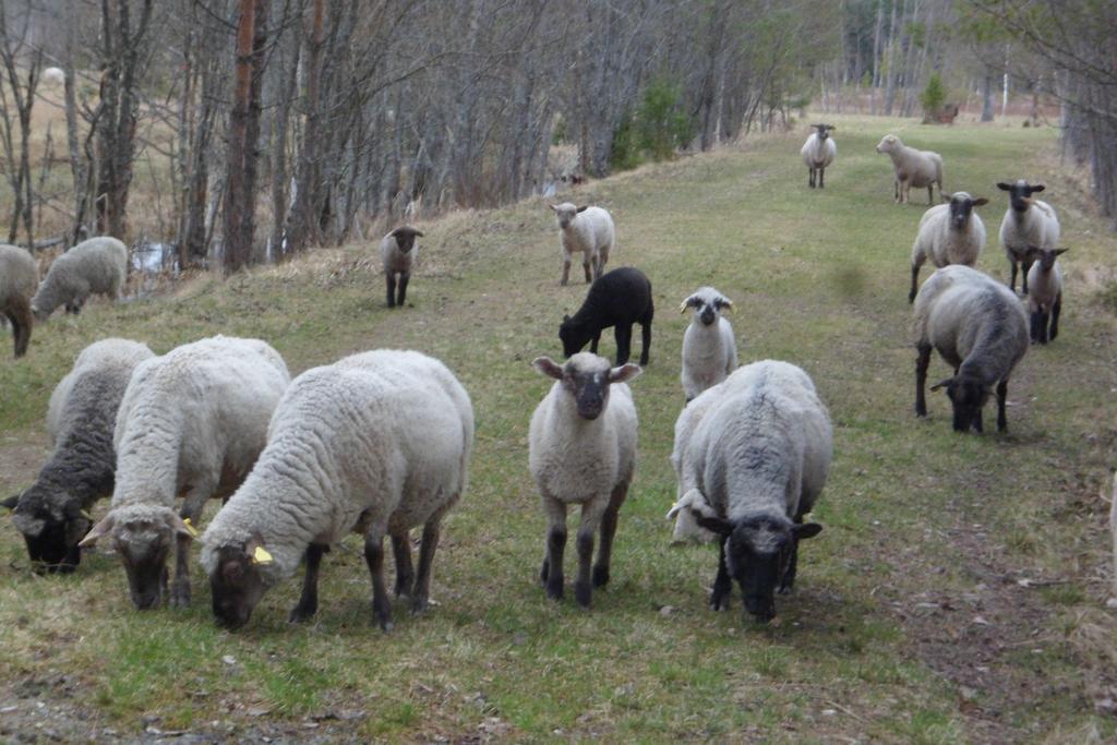Viruna Farm Kiraste Luaran gambar