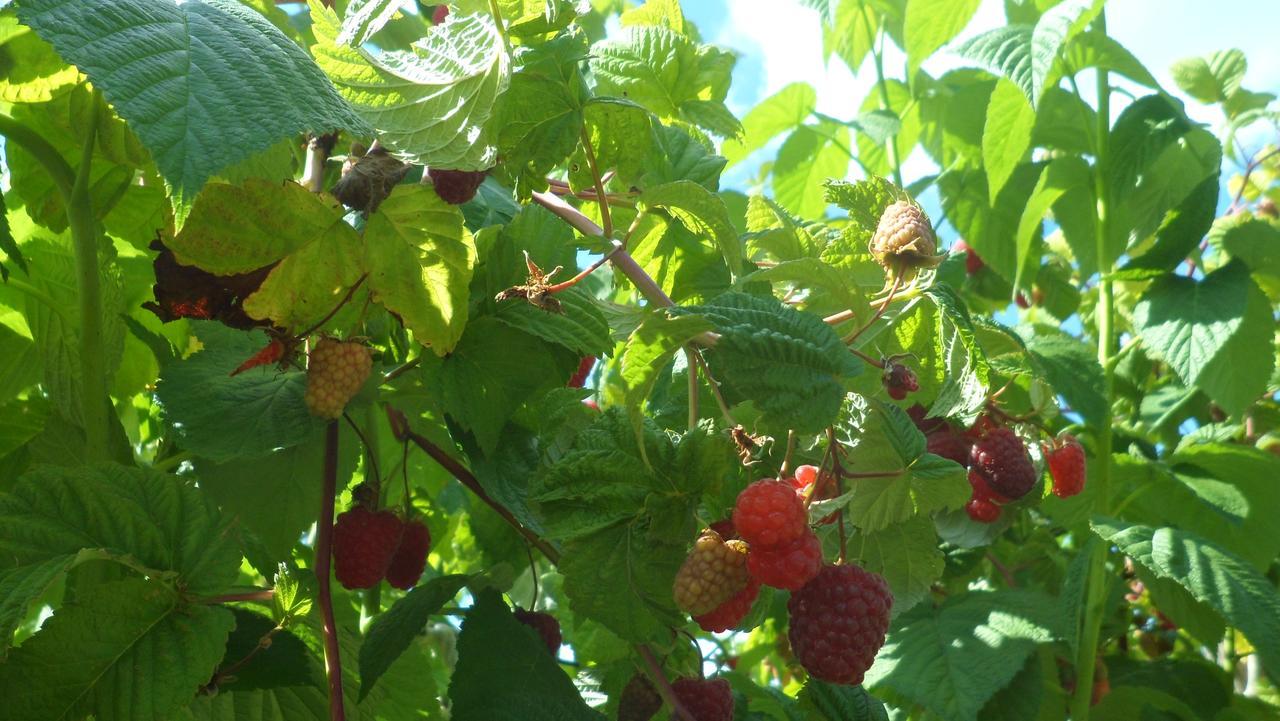 Viruna Farm Kiraste Luaran gambar